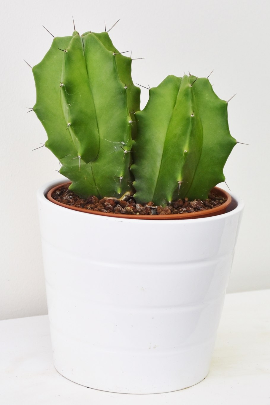 Isolatocereus dumortieri