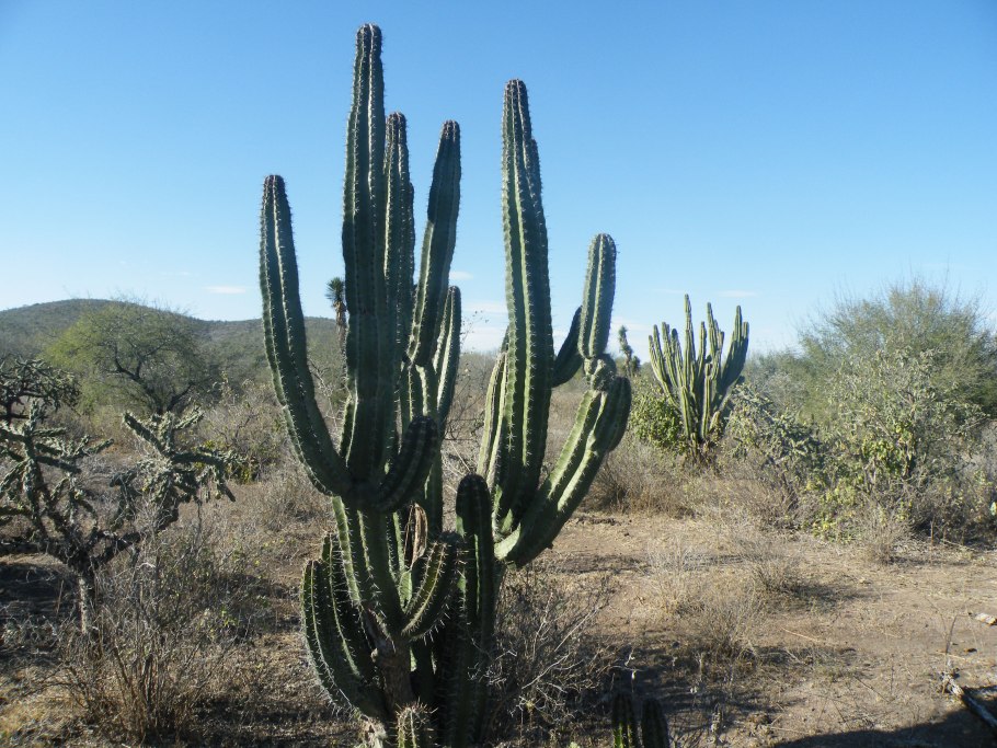 Cereus pruinosus