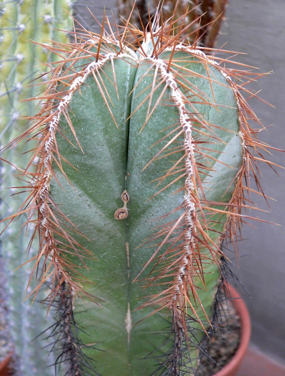 Pachycereus (=Ritterocereus) weberi