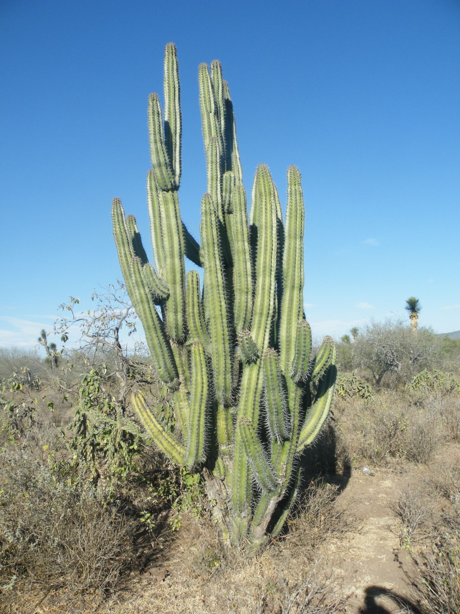 Lemaireocereus thurberi