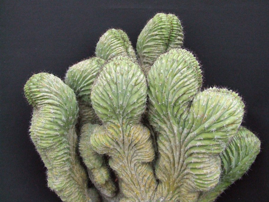 Цереус Чичипе