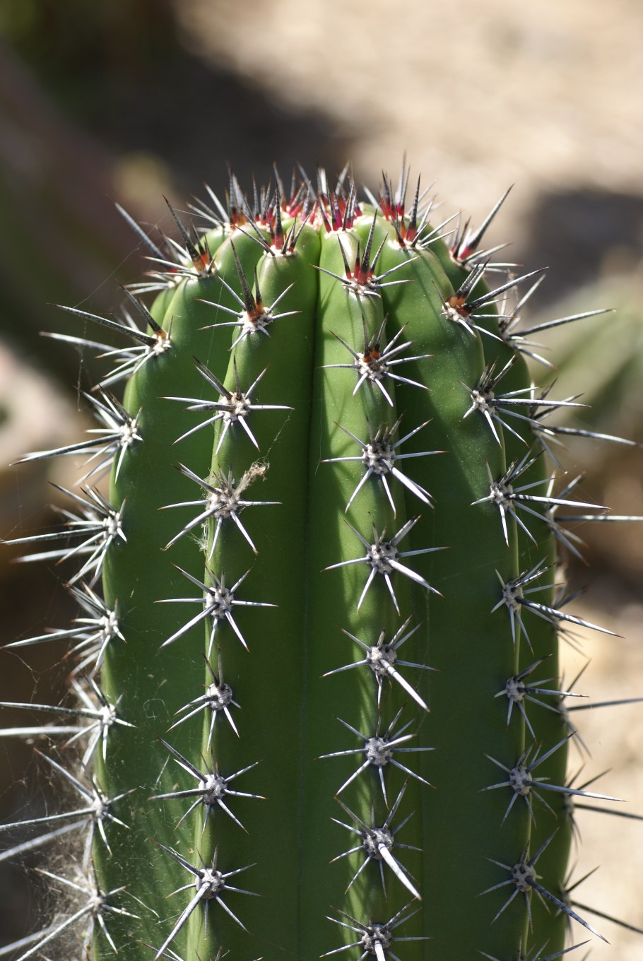 Pachycereus pringlei цветение