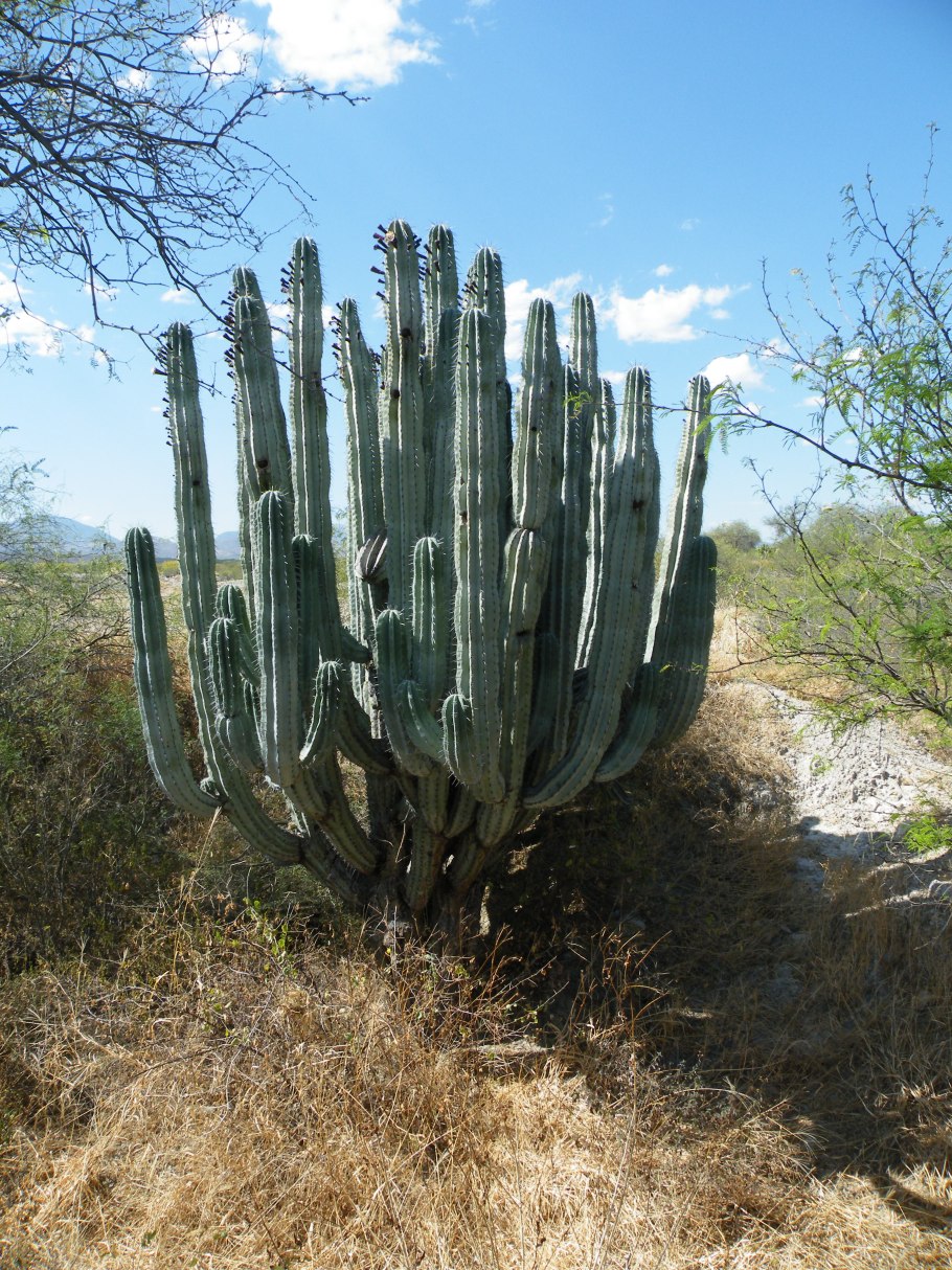Stenocereus thurberi