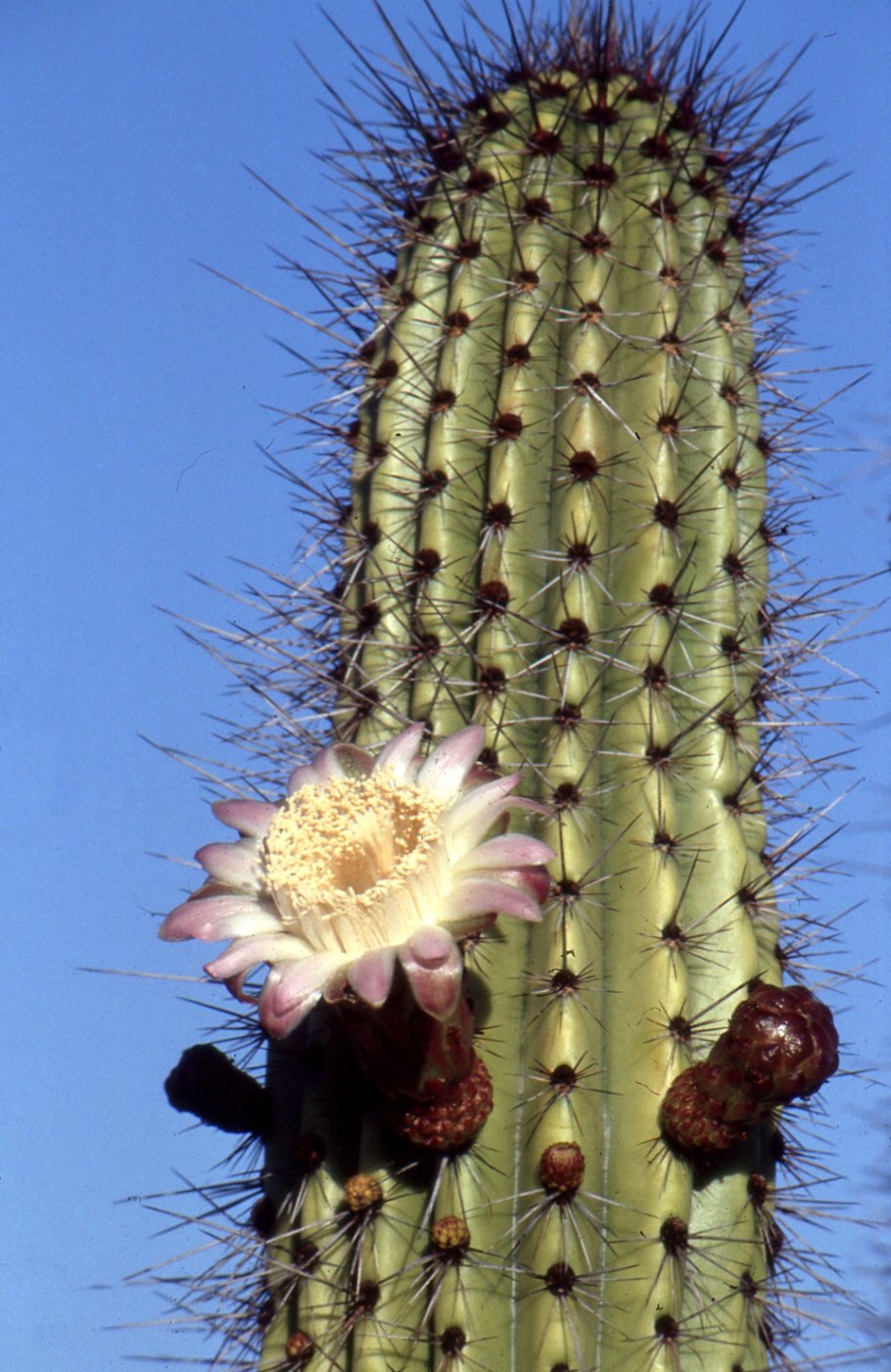 Marshallocereus thurberi