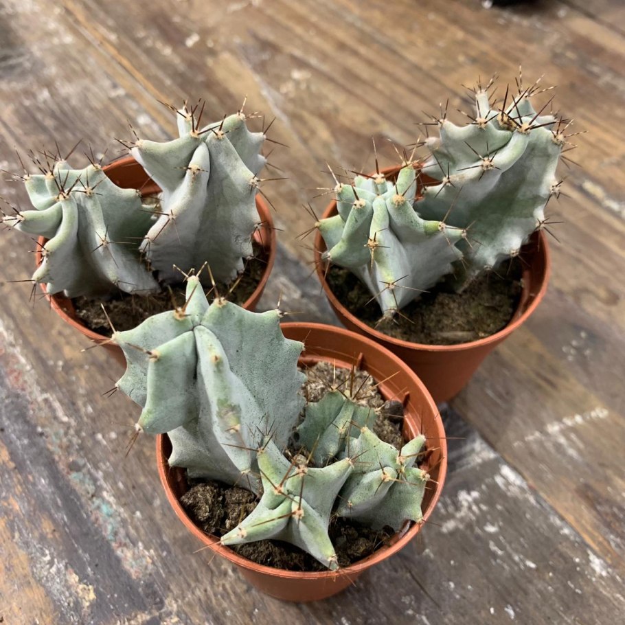 Лемэроцереус Дюмортьери