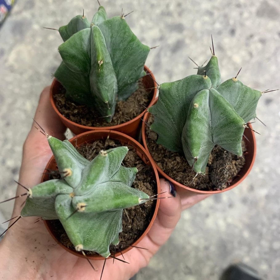 Lemaireocereus pruinosus