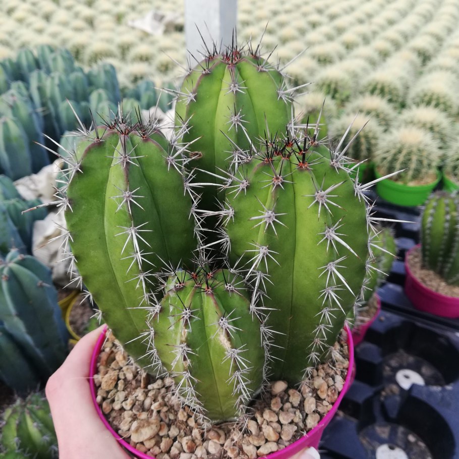 Кактус Маршаллоцереус