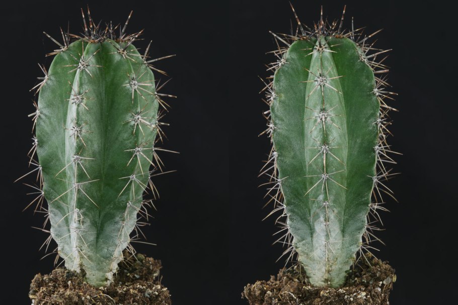 Лемэроцереус пруинозус