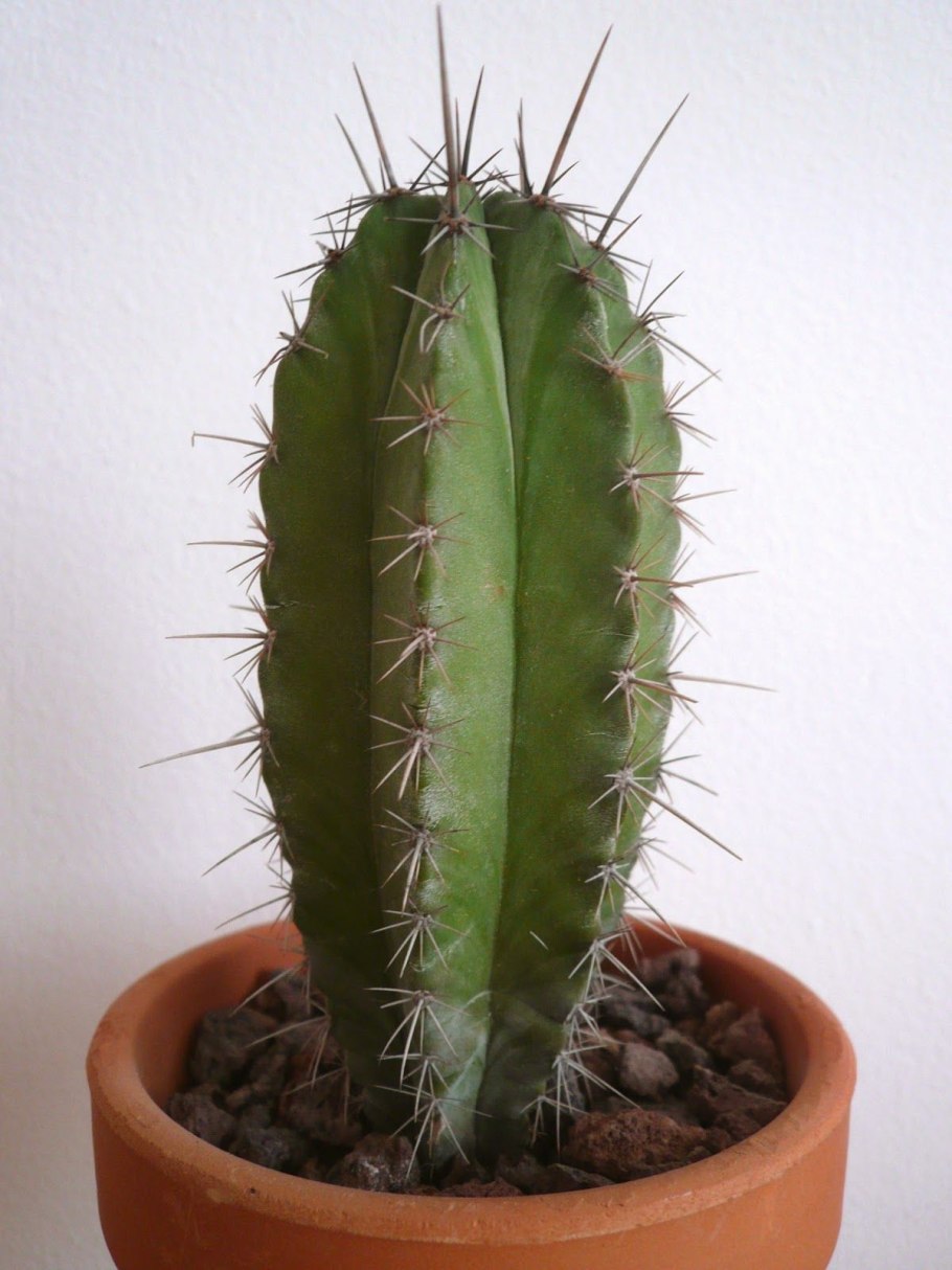 Стеноцереус серый