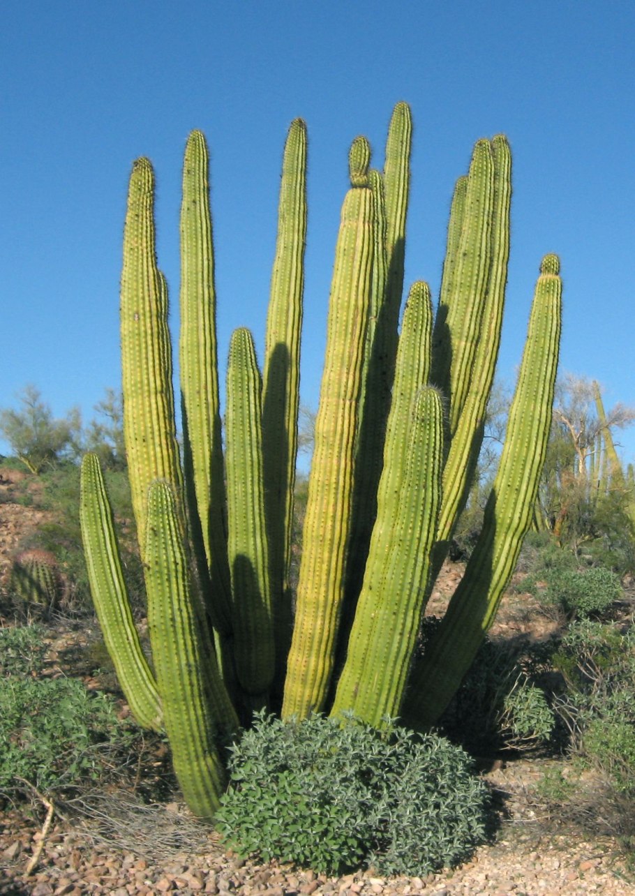 Stenocereus stellatus