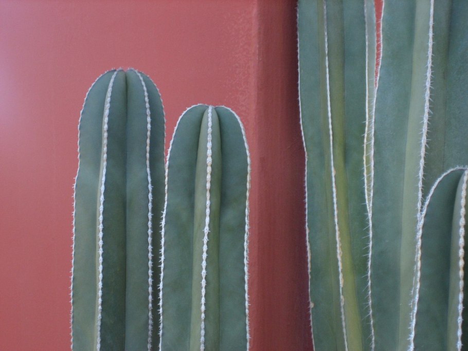 Семейство Кактусовые Cactaceae