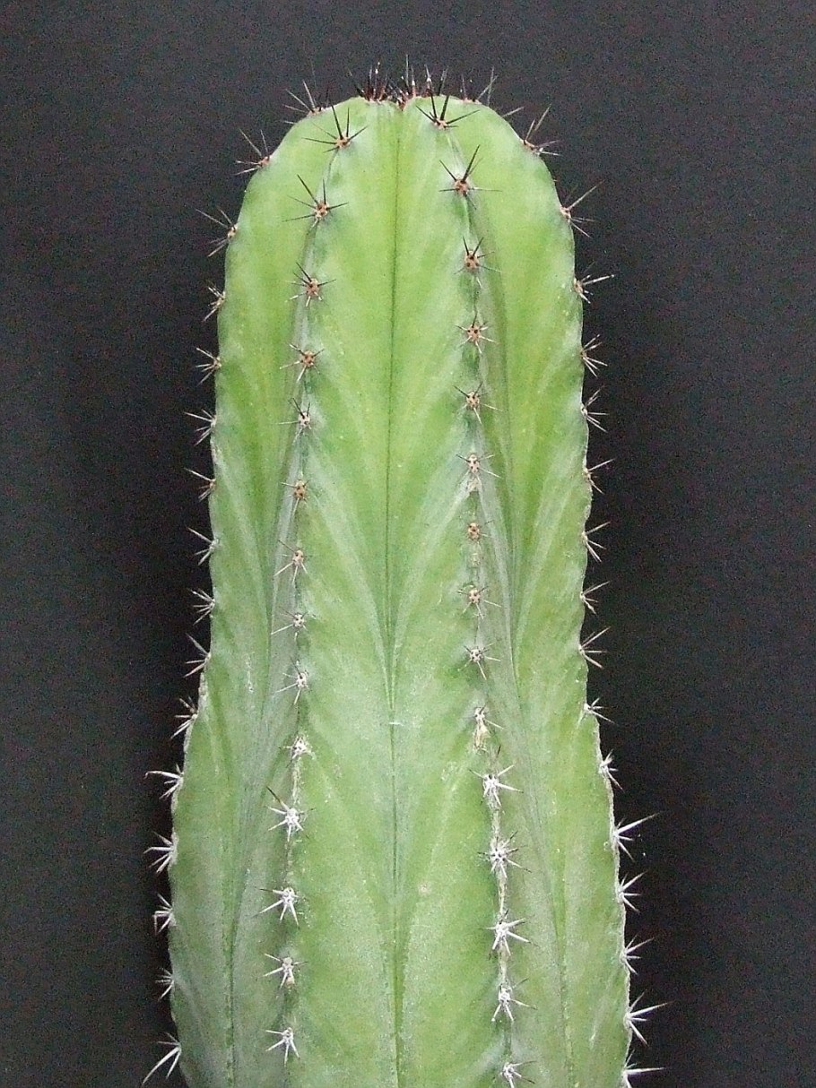 Полаския Чичипе Кактус