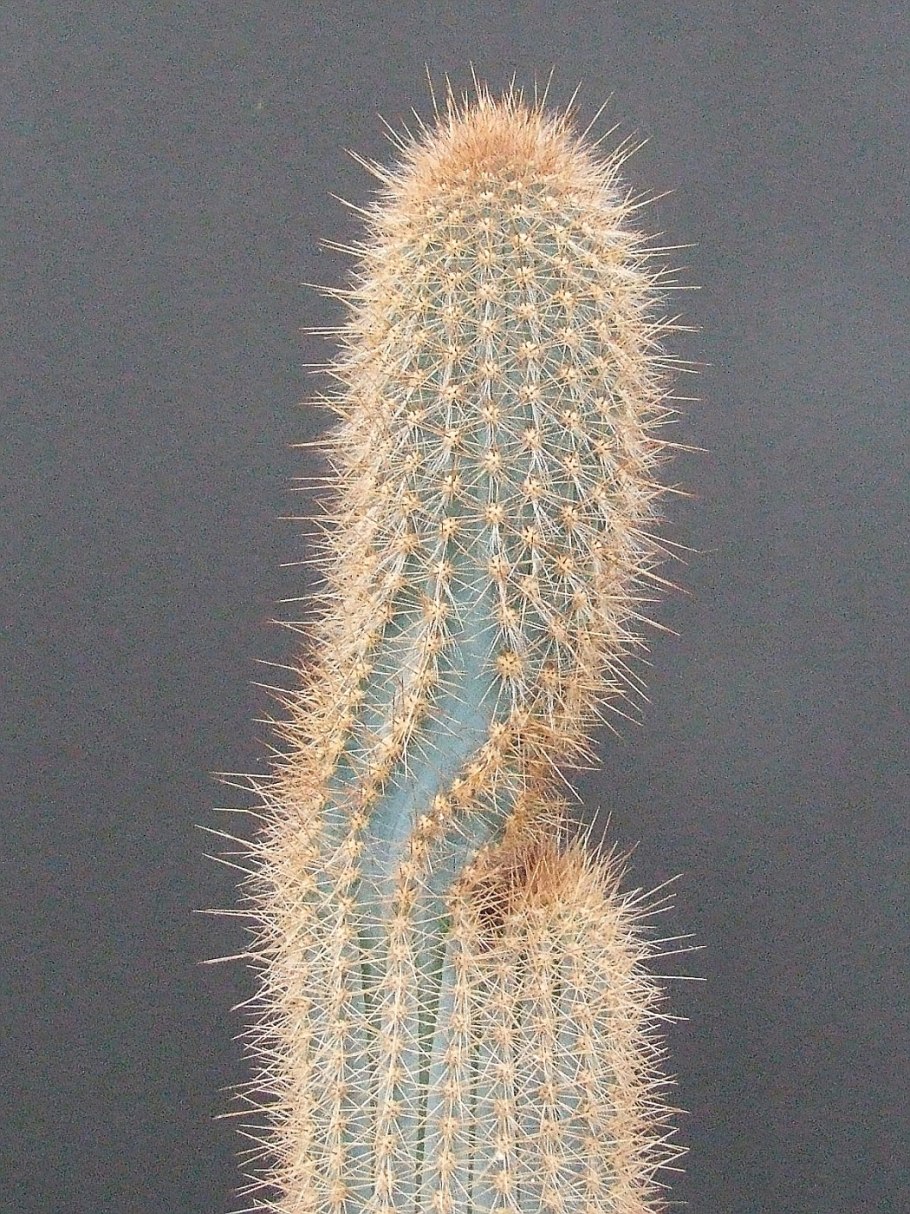 Stenocereus pruinosus