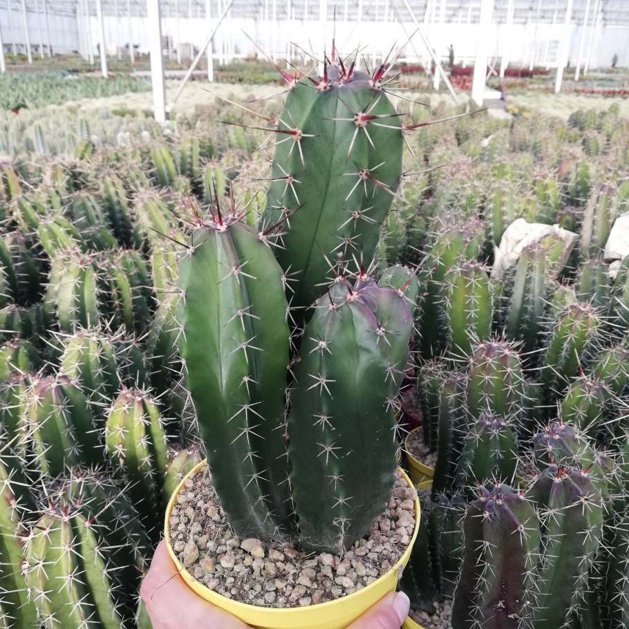 Лемэроцереус окаймленный