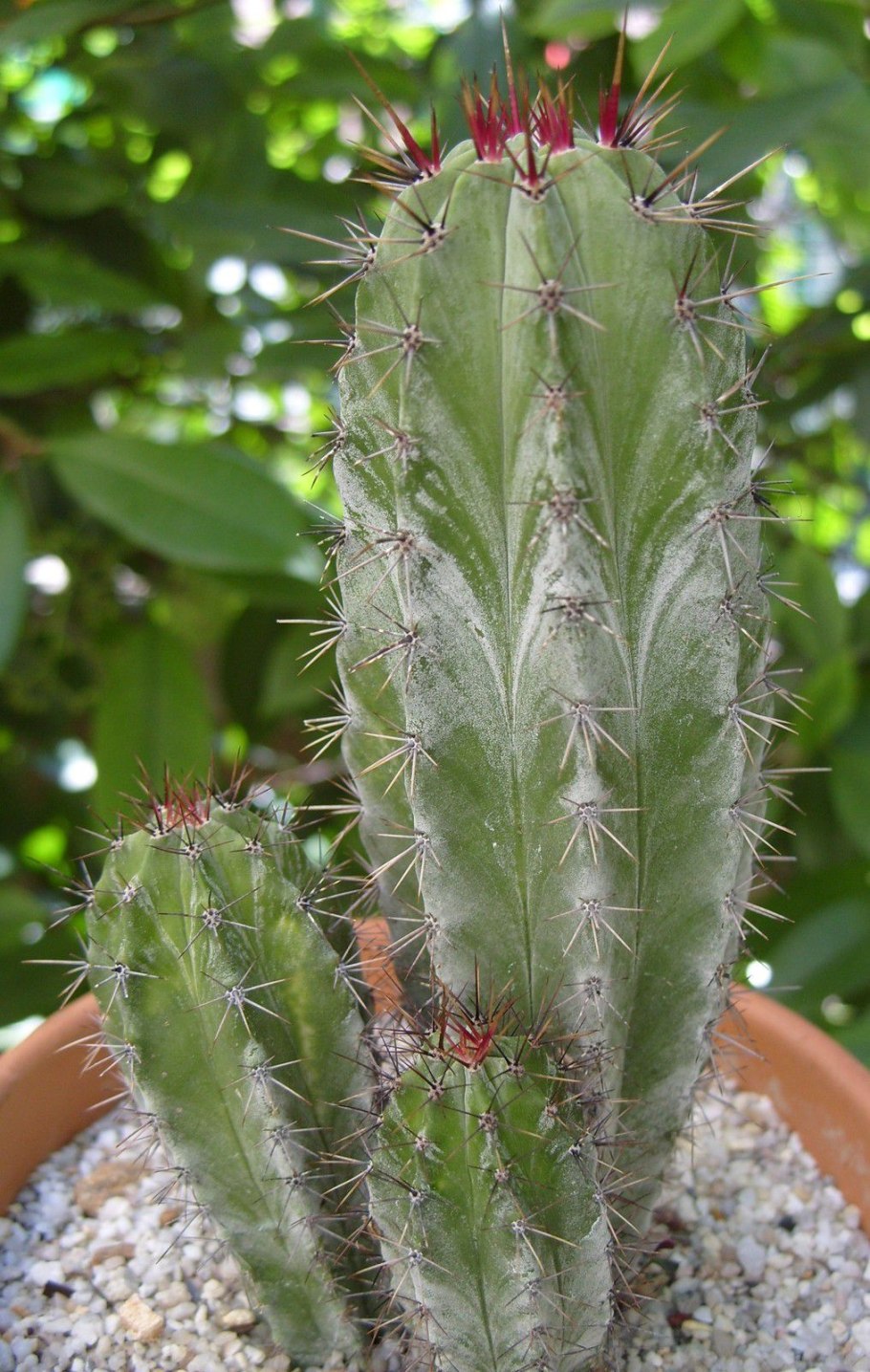 Ritterocereus griseus