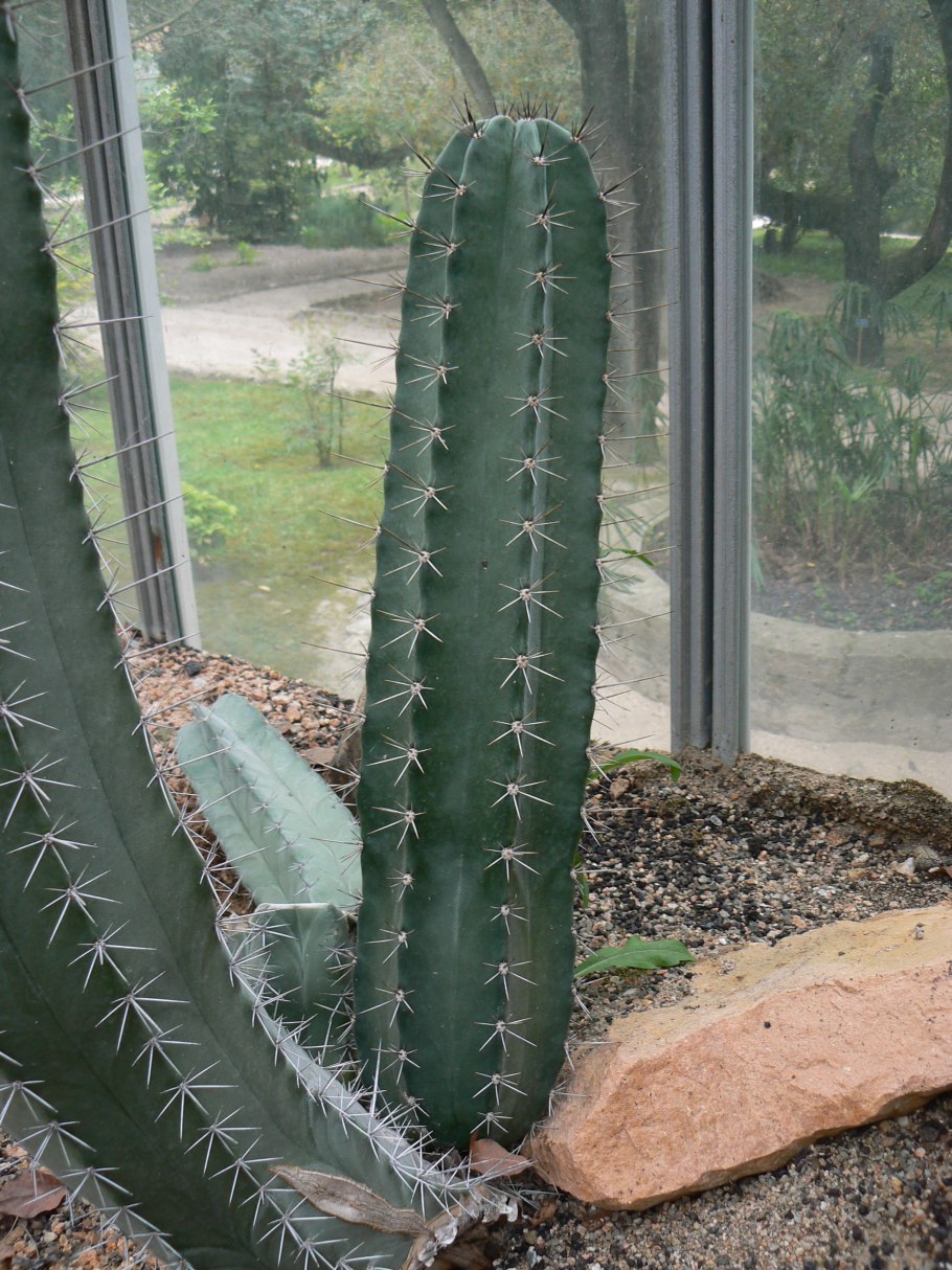 Cereus pruinosus (цереус)