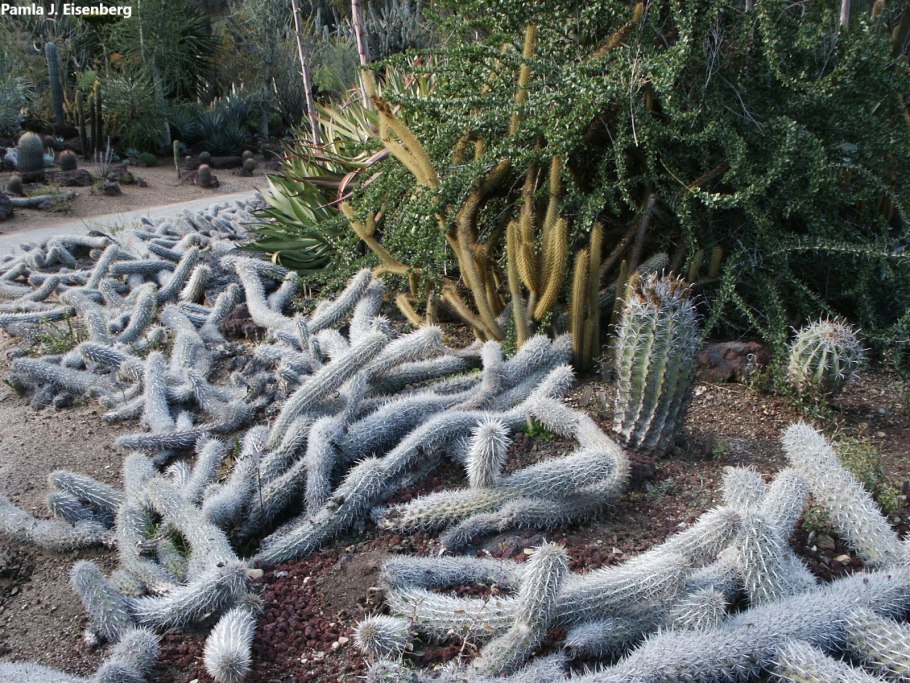 Cereus pruinosus (цереус)