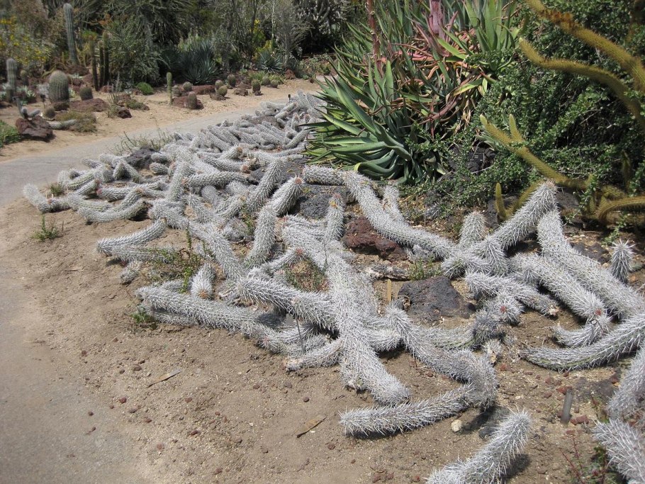 Цереус pruinosus