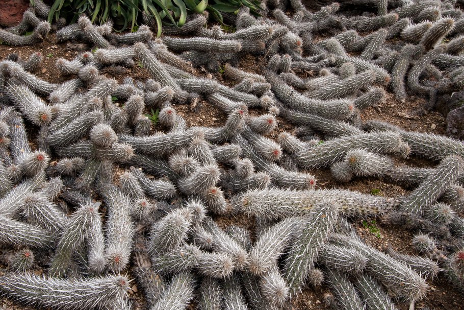 Кактус Лемэроцереус