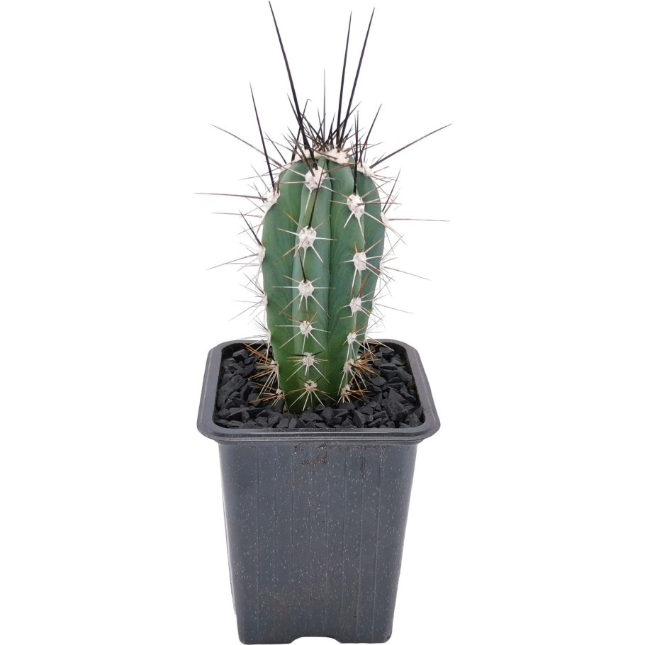 Neocardenasia herzogiana