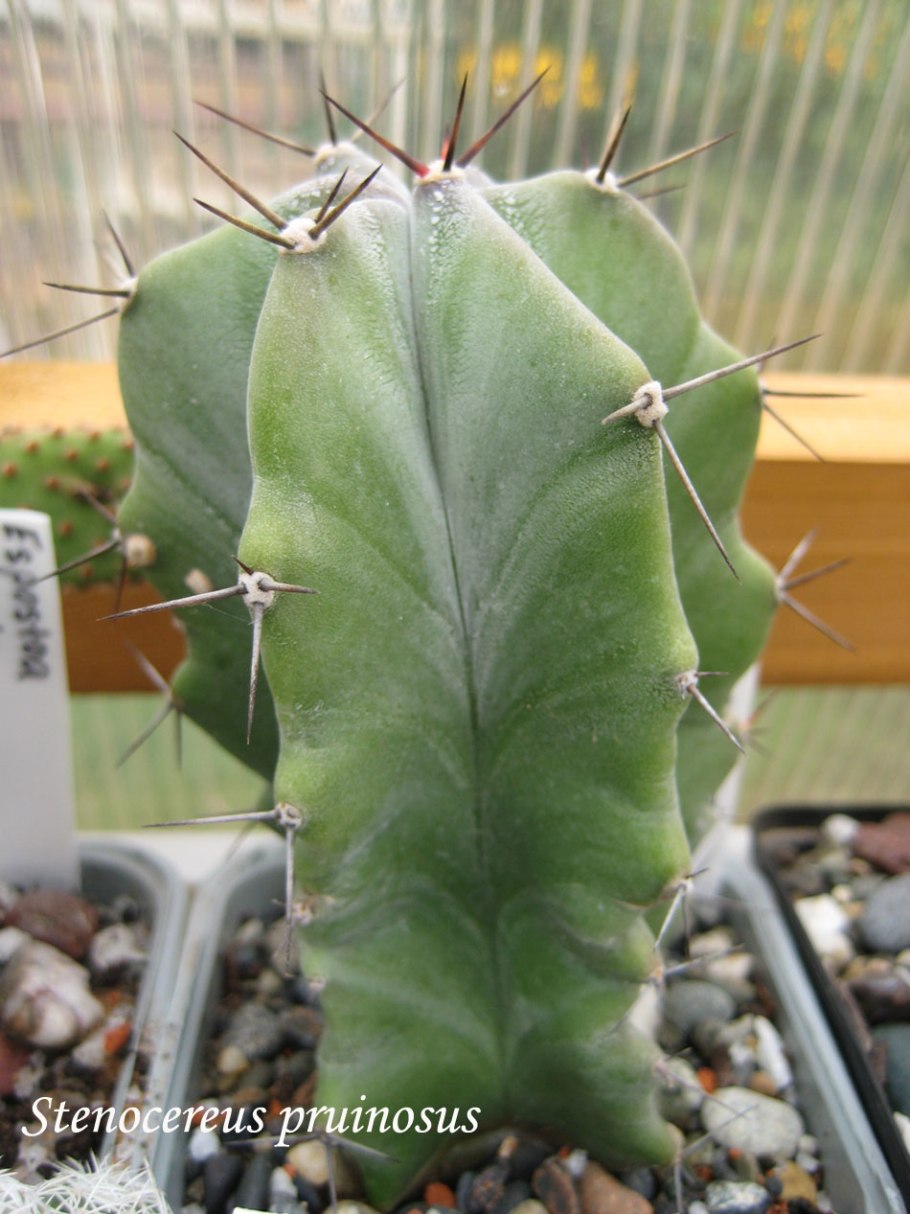 Мелокактус Нери