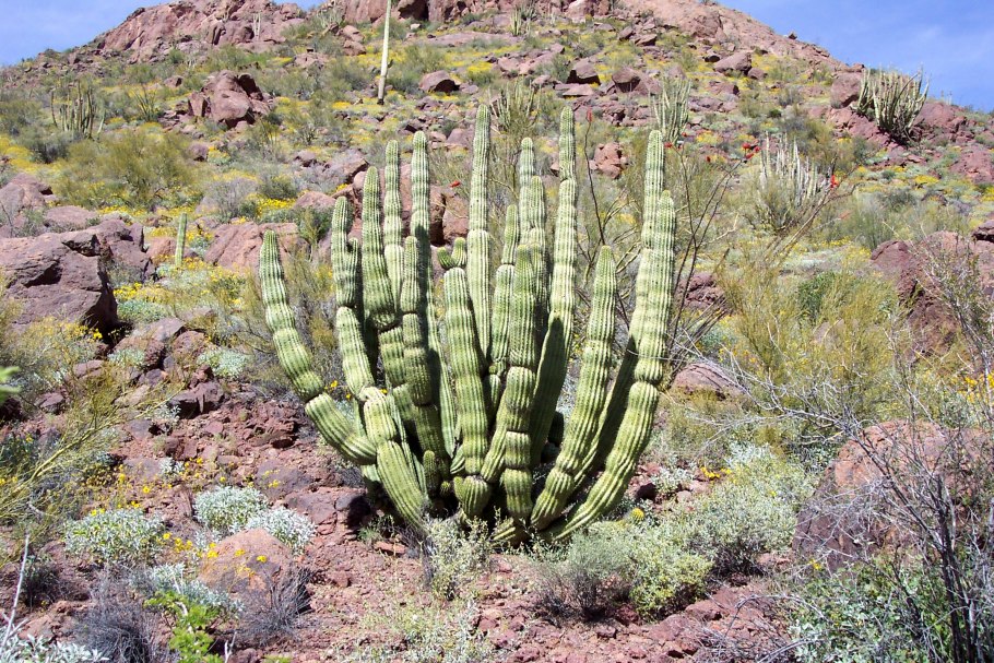 Кактус Marginatocereus marginatus