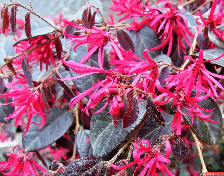 Loropetalum chinense