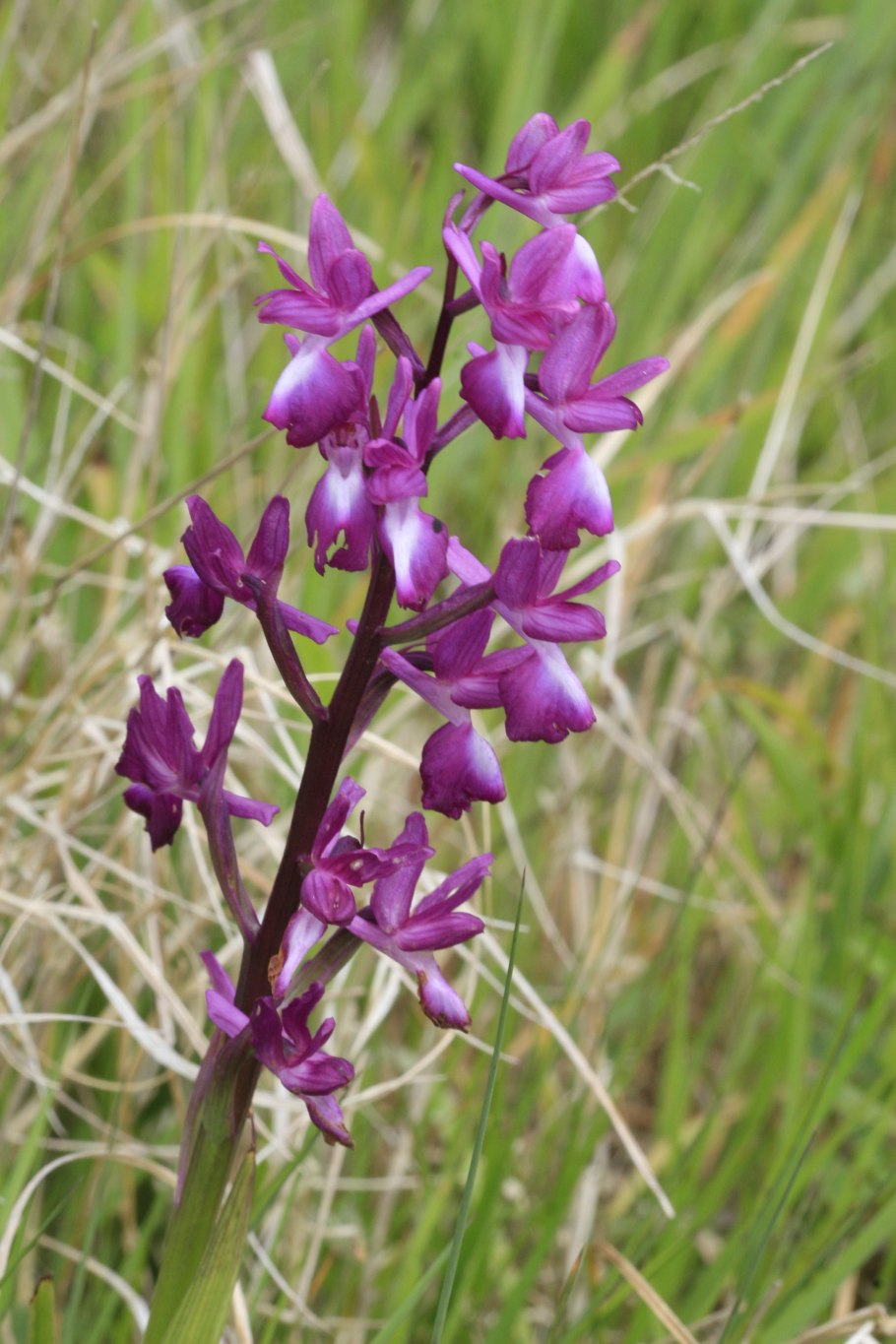 Каспар Баугин