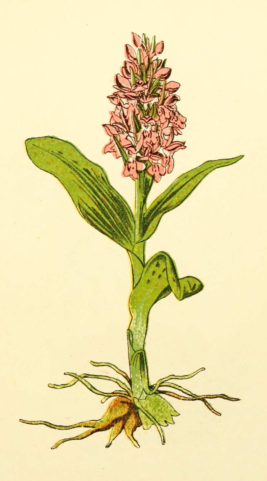 Ятрышник шлемоносный