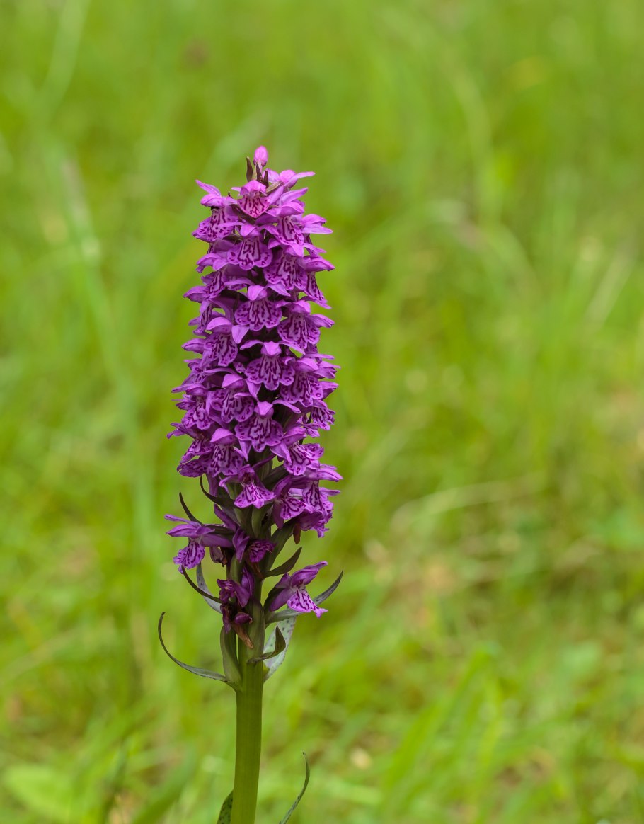 Loropetalum (Лоропеталум)