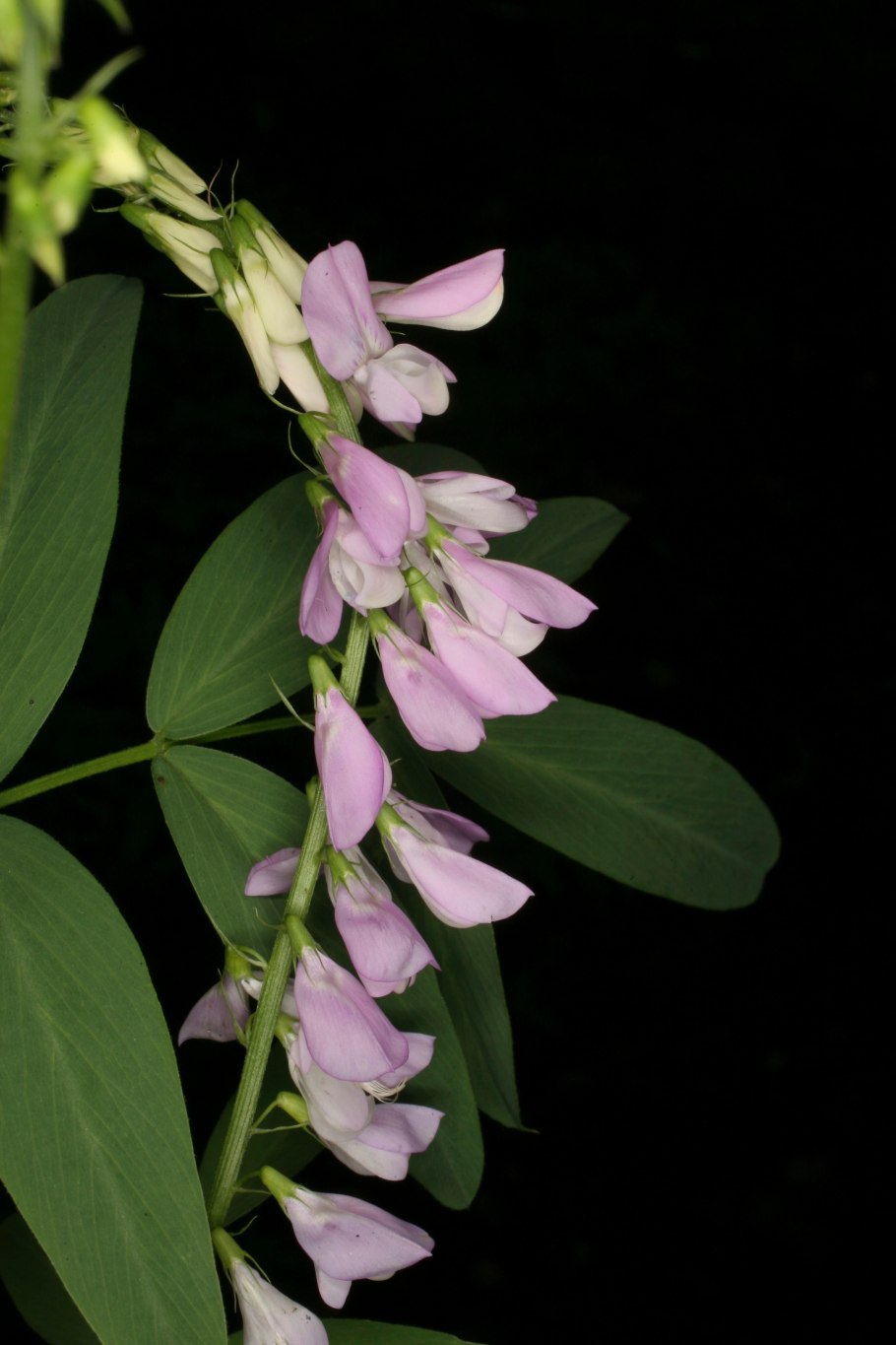 Loropetalum chinense