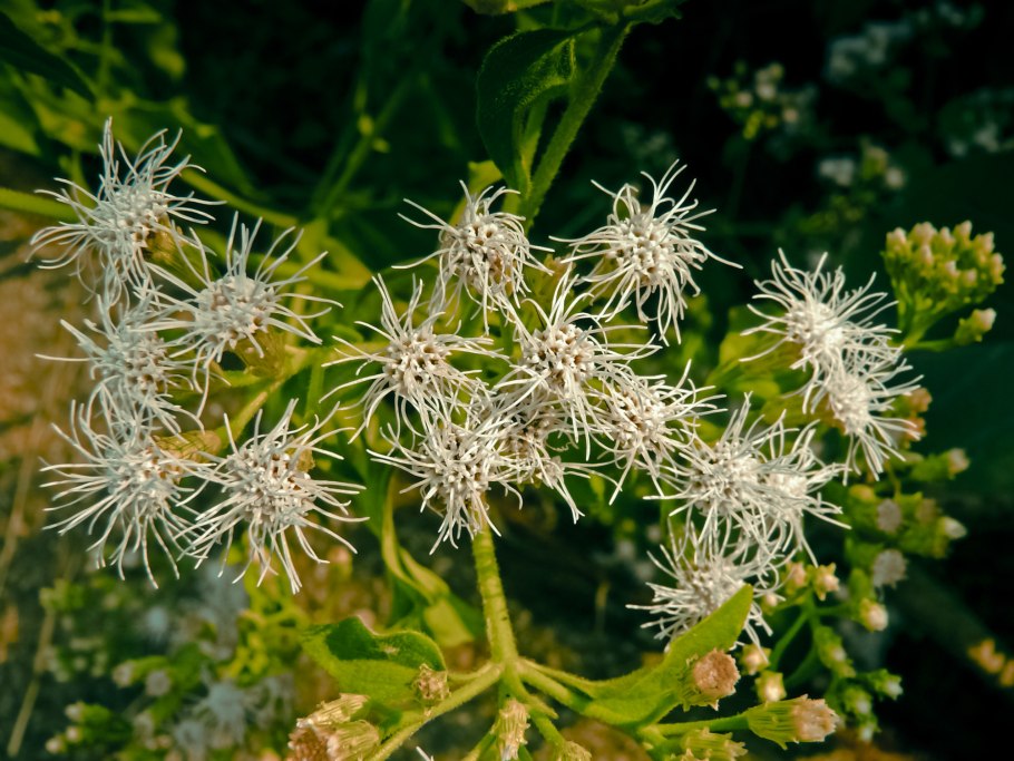 Семена эритрины фото