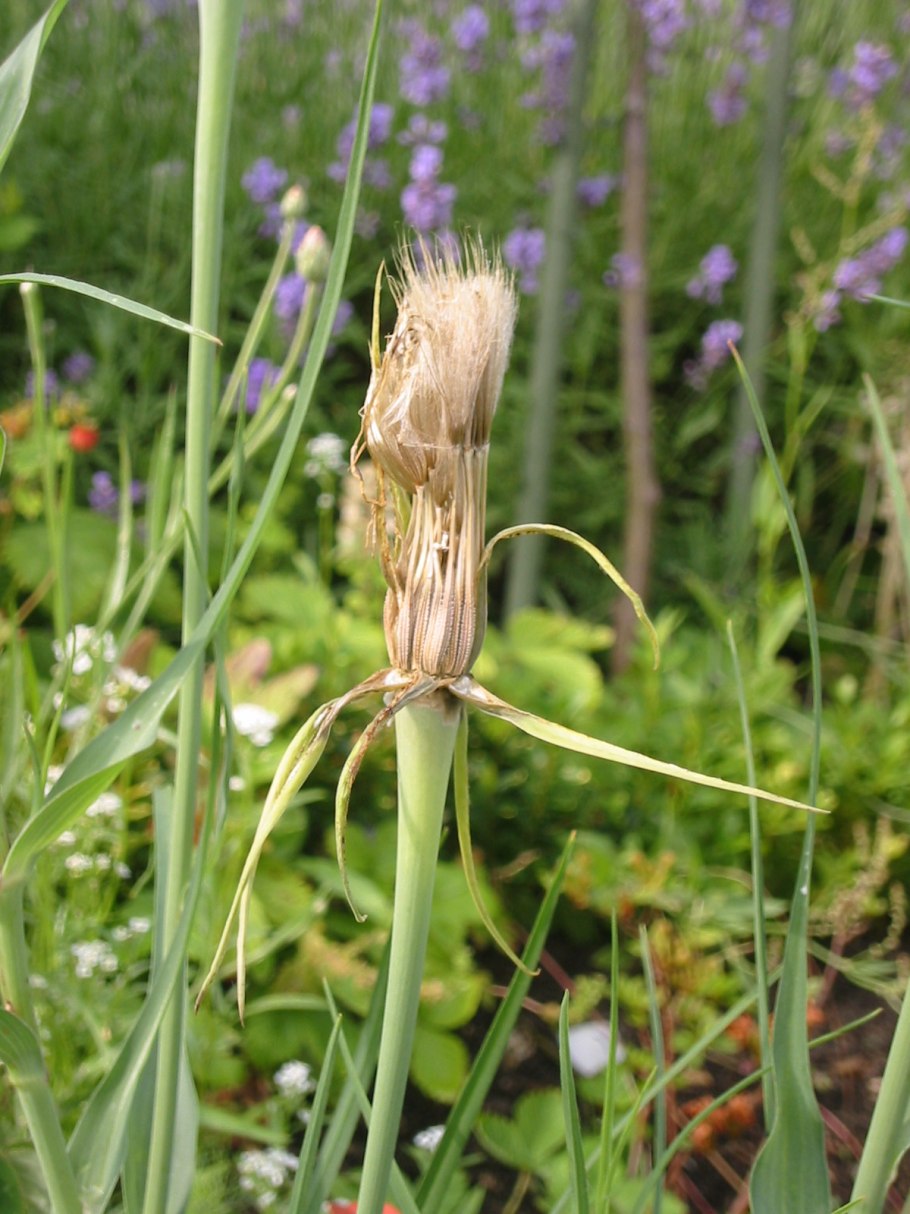 Дымянка луковичная
