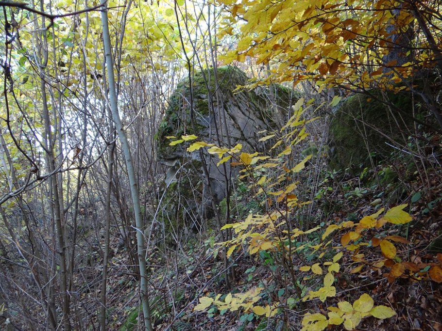 Лоропеталум китайский Black Pearl