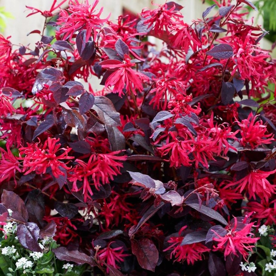 Ятрышник пурпурный