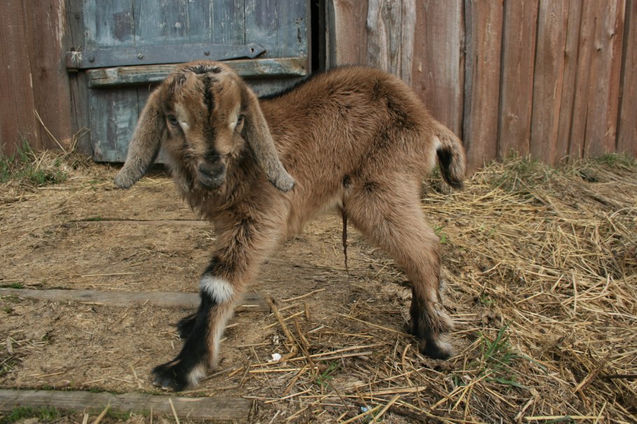 Ятрышник Обезьяний