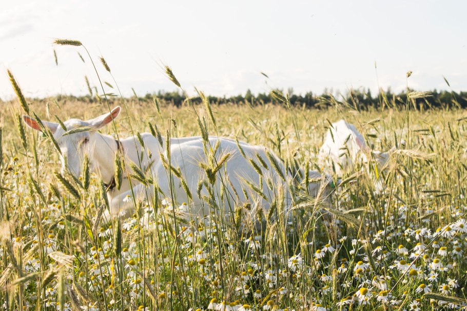 Ива Козья кора