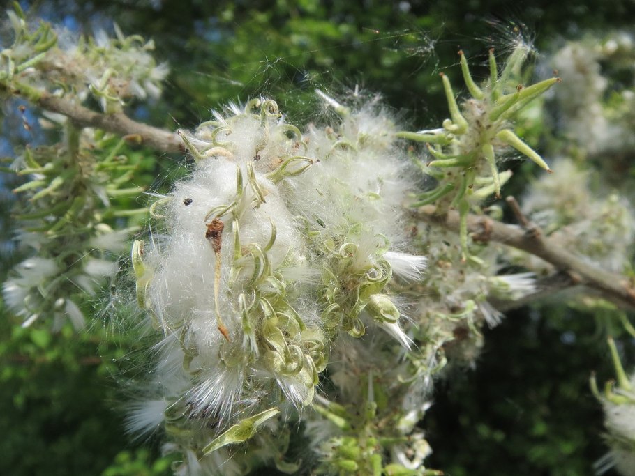 Козье молоко вид сверху