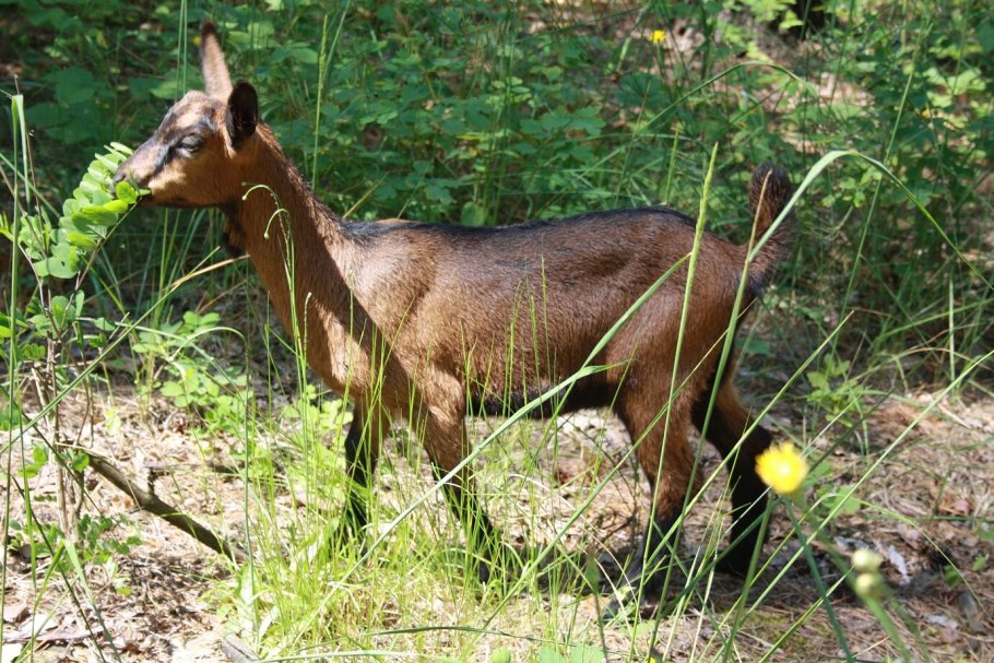 Сорняк роговой козы ареол