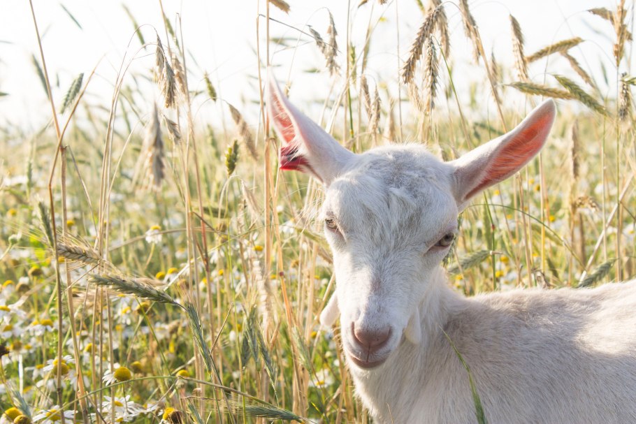 Акриды плоды рожкового дерева
