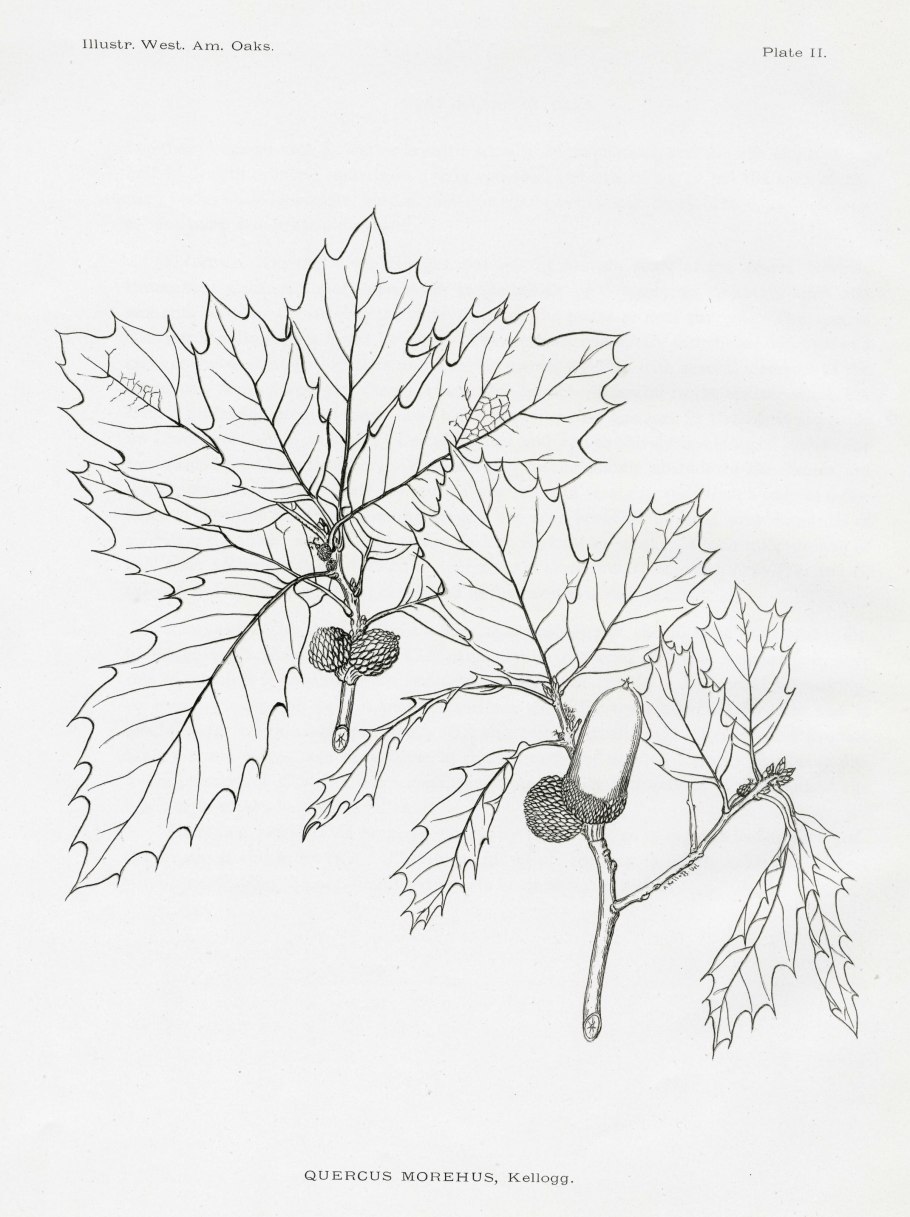 Дуб лузитанский Quercus lusitanica