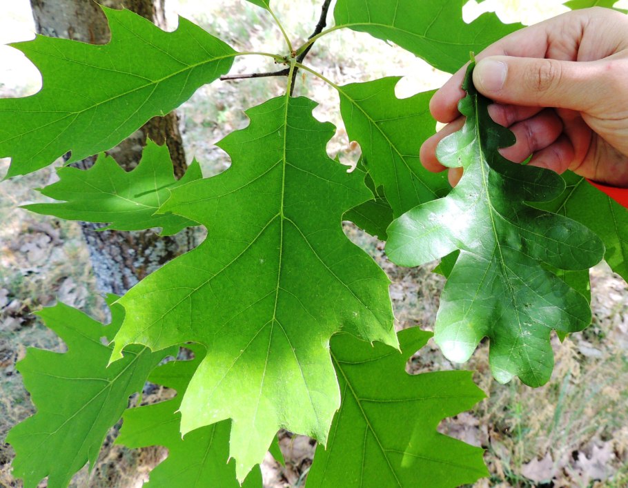 Лист дуба