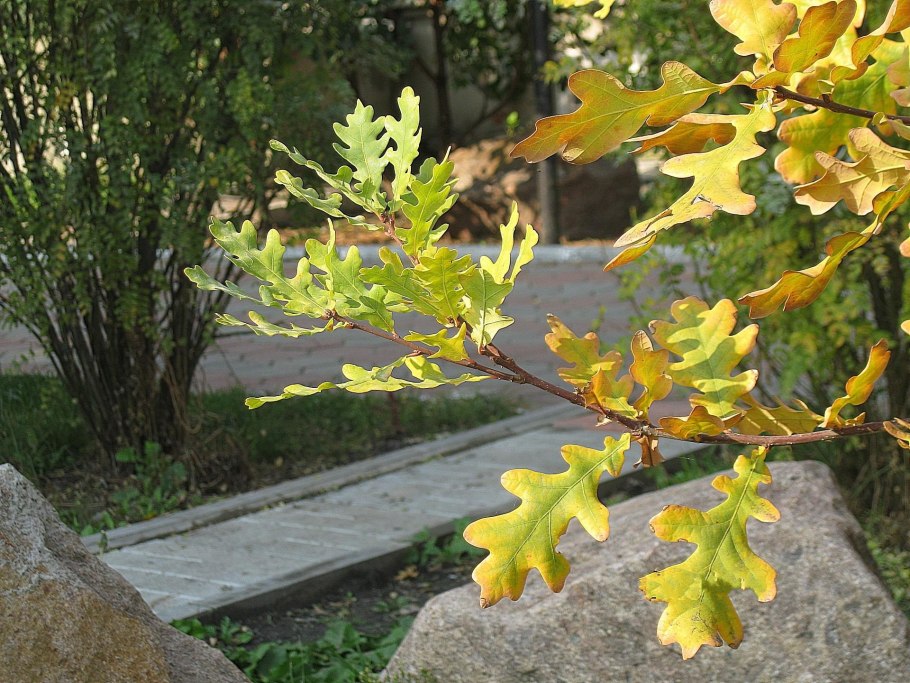 Веник канадский клен