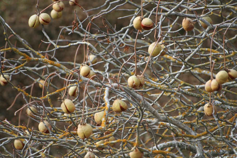 Дуб Ке́ллога