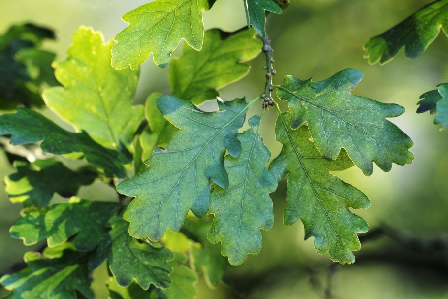 Quercus robur листья
