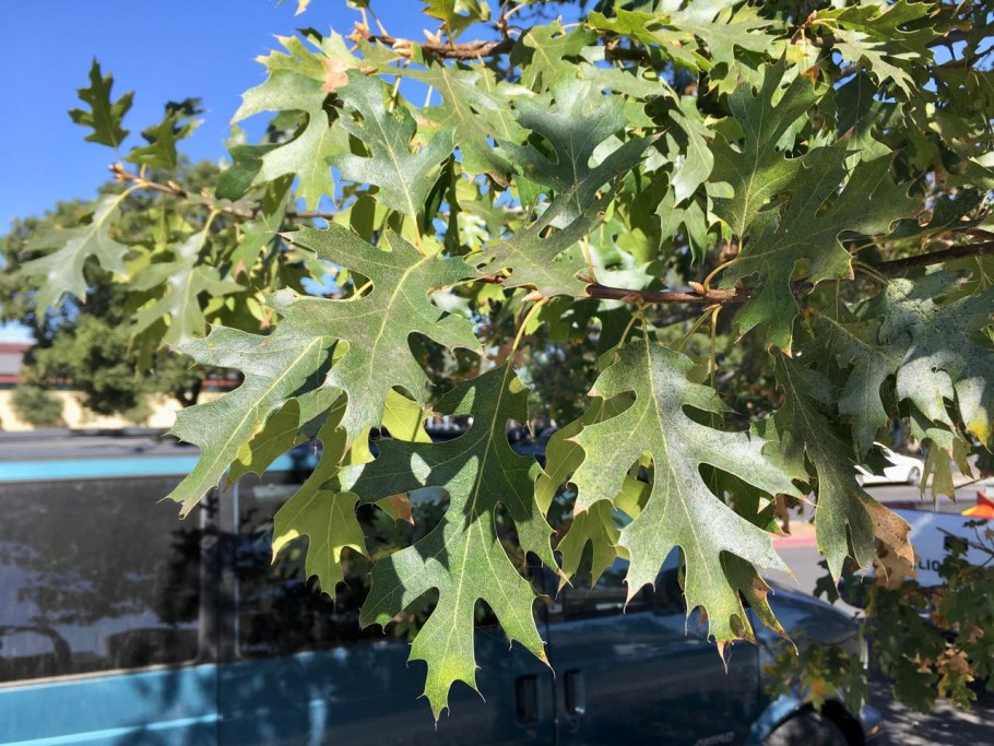 Quercus kelloggii