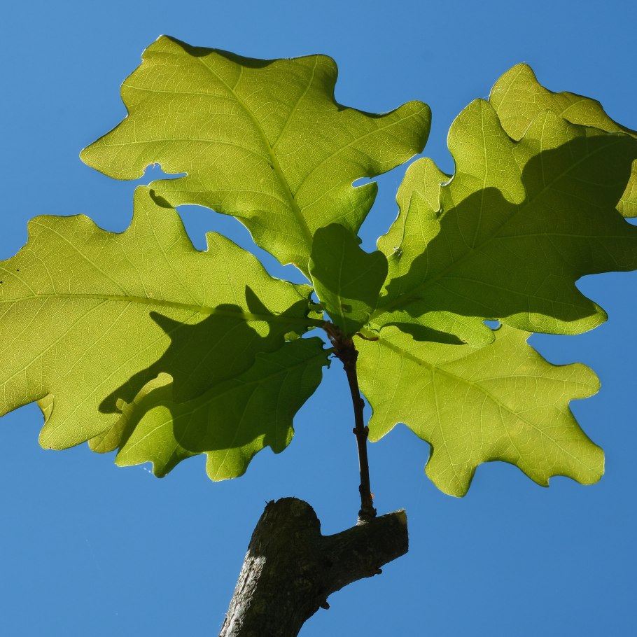 Паркетная доска беленый дуб