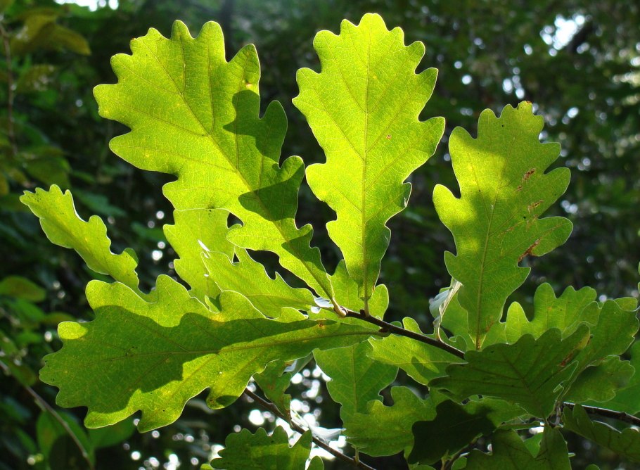 Листва дуба