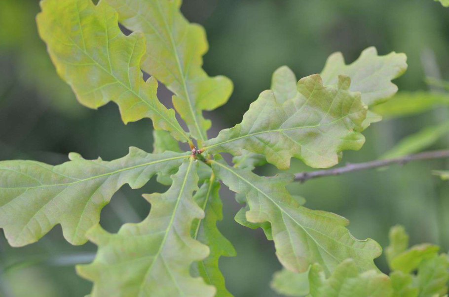 Quercus Robur marginata