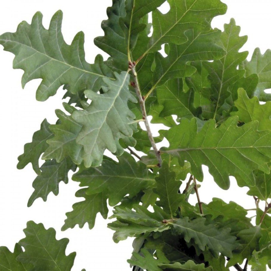 Дуб черешчатый, летний осенью